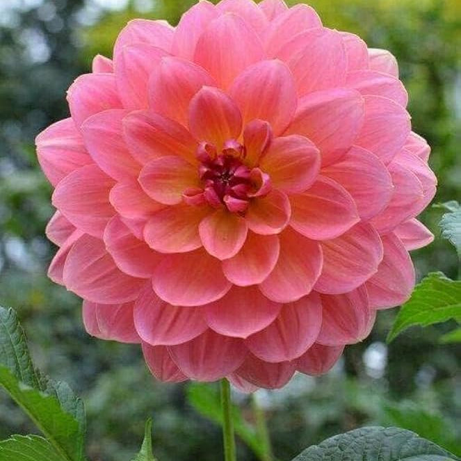 Dahlia Dahlia pinnata for planting in flower bed
