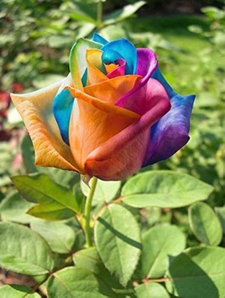 Holland Rainbow Rose Rosa spp Flower Seeds for Planting in Flower Bed and Garden