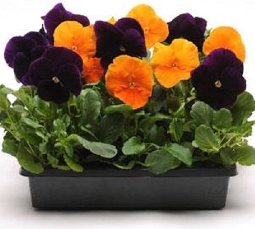 Halloween Mix Pansy Seeds for Planting flower bed