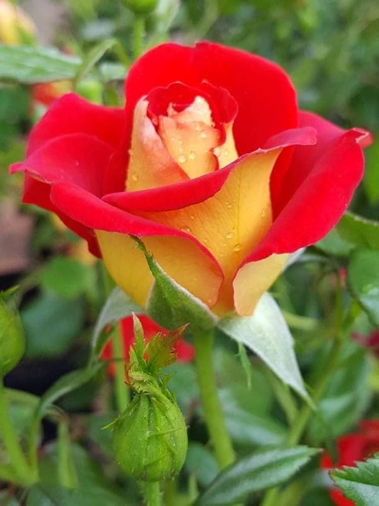 Red Rainbow Potted Rose Flower Seeds for Planting NonGMO Heirloom Easy to Grow Garden Blooms
Sale