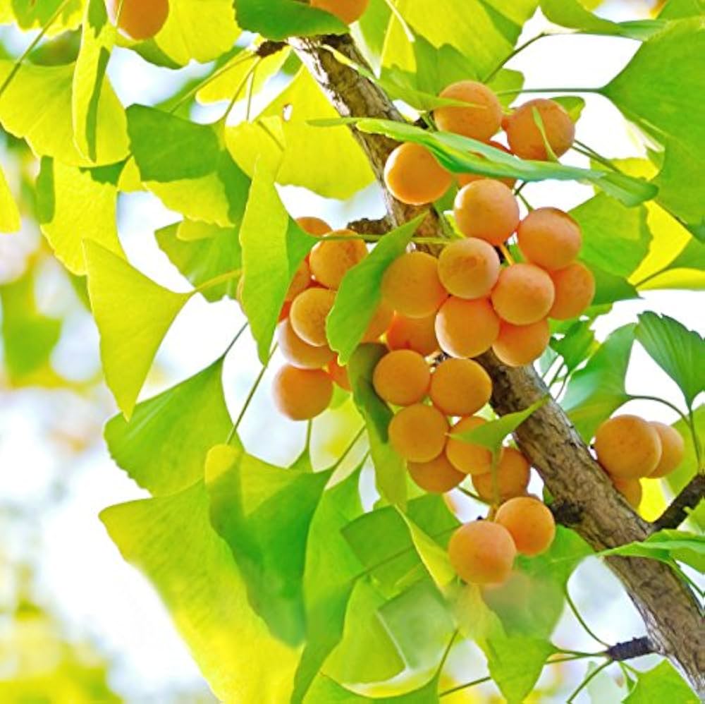 Ginkgo Seeds: Complete Planting Guide for Successful Growth