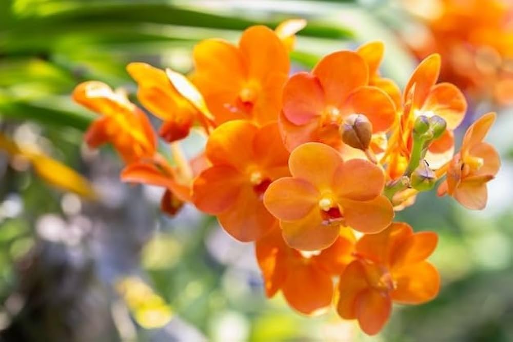 Orange Bell Orchid Seeds Flower seeds blooming in flower beds, containers, borders, and pollinator-friendly gardens