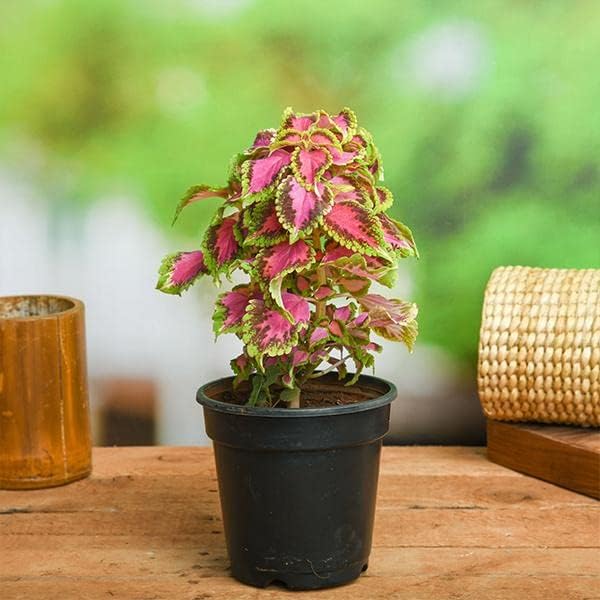 Coleus Semi Jazz Pink Plant Seeds for Planting flower bed