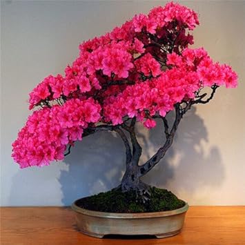 Pink Azalea Perennial Flower seeds for Planting - Seasonal Bloomer, Heirloom & GMO Free Seeds for Home Garden
Sale seeds for home garden