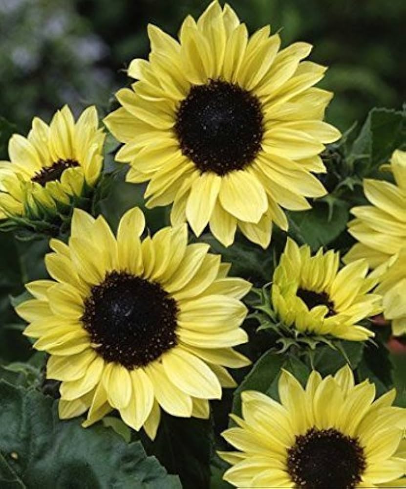 Vanilla Ice Sunflower Long-Lasting Annual Seeds for Stunning Sunflowers in Your Garden