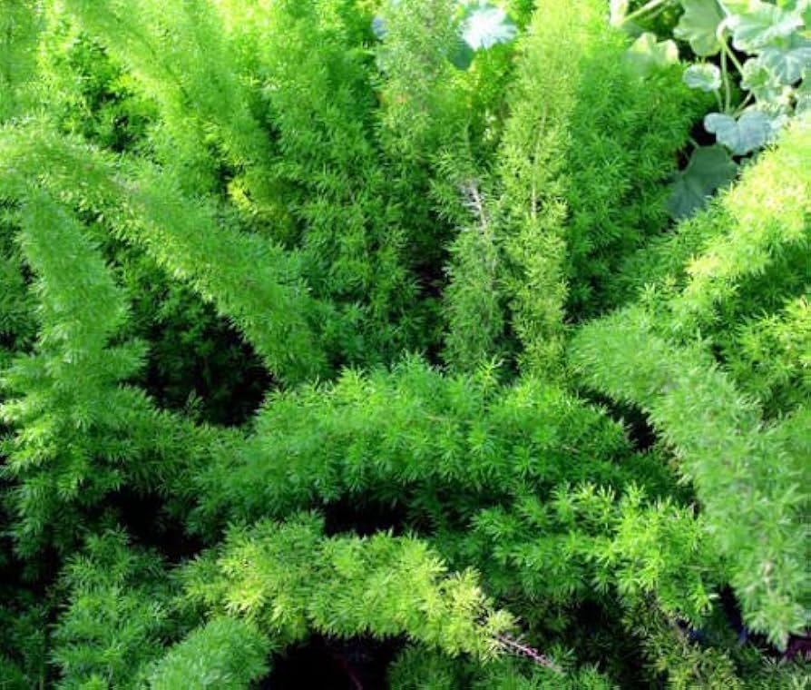Foxtail Fern Asparagus densiflorus Seeds for Planting