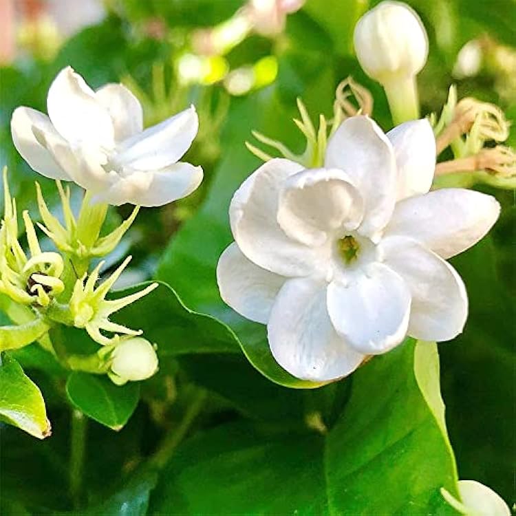 Arabian Jasmine Jasminum sambac Flower Seeds for Planting in Garden