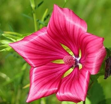 Malope Vulcan Flower Seeds blooming in flower beds, containers, borders, and pollinator-friendly gardens