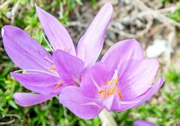Light Pink Crocus Flower seeds blooming in flower beds, containers, borders, and pollinator-friendly gardens