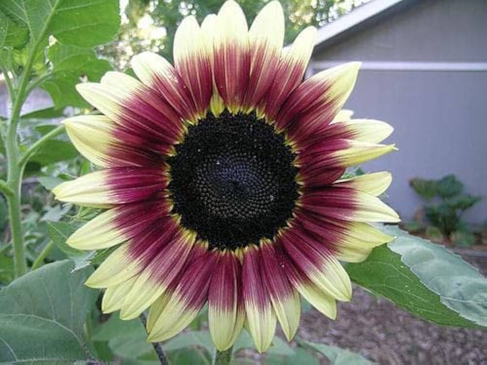 Mixed Blanket Sunflower Seeds for Planting - Vibrant Garden Blooms Heirloom Non-GMO Seeds