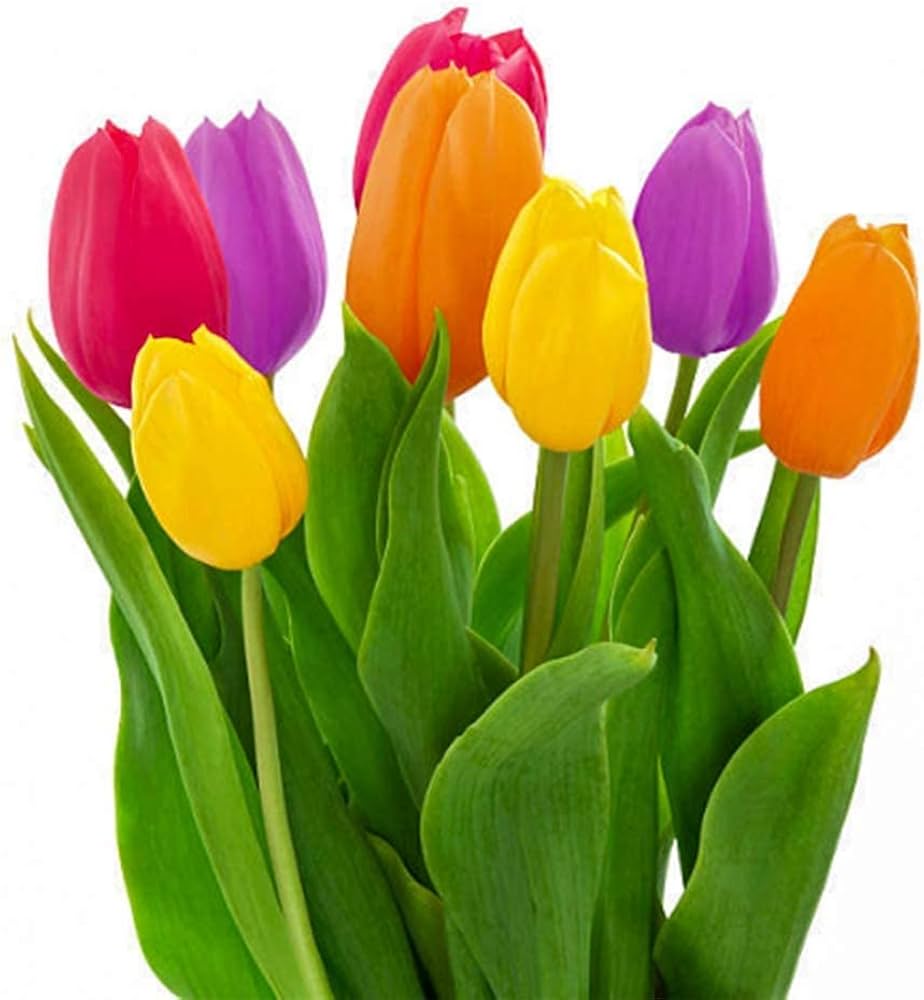 Mixed Tulip Flower Plant Seeds