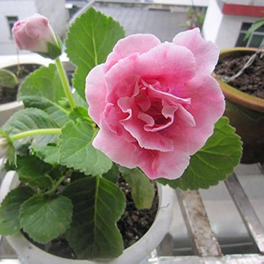 Soft Pink Brazilian Gloxinia Flower Seeds for Planting Sun Loving Heirloom & GMO Free Seeds for Home Garden
Sale