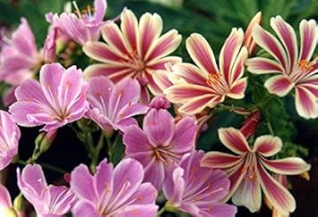 Pink Cotyledon Flower seeds for Planting - Premium Quality, Heirloom & GMO Free Seeds for Home Garden
Sale seeds for home garden