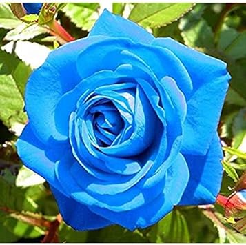 Blue Unique Rose Seeds, Heirloom Non-GMO Compact Roses for Garden Planting
Sale seeds for home garden