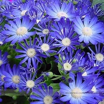 Blue Bellis Perennis Flower seeds for Planting - Hardy Variety, Heirloom & GMO Free Seeds for Home Garden
Sale seeds for home garden