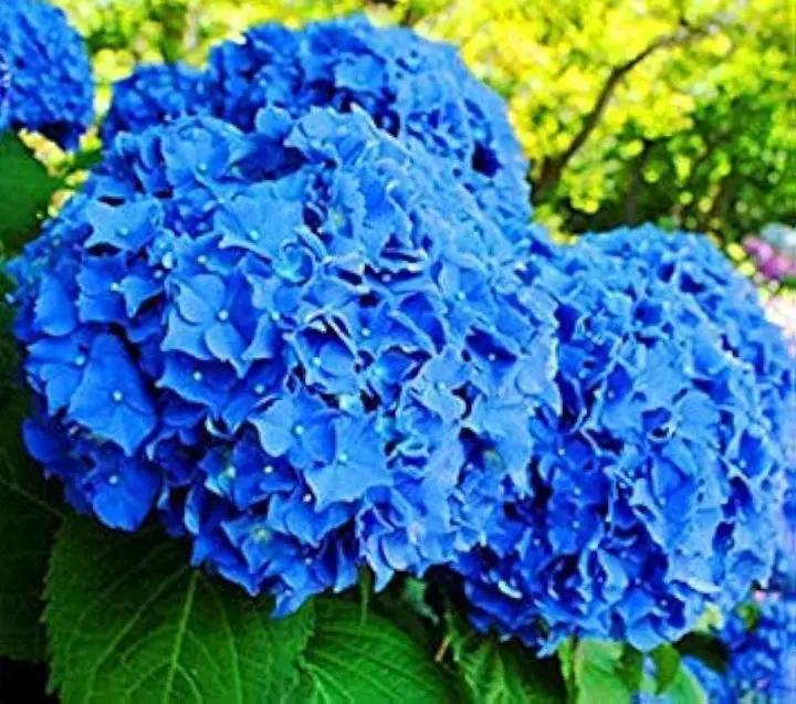 Blue Geranium Flores Flower Seeds for Planting Seasonal Bloomer Heirloom & GMO Free Seeds for Home Garden
Sale
