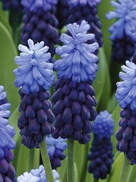 Latifolium Flower seeds blooming in flower beds, containers, borders, and pollinator-friendly gardens