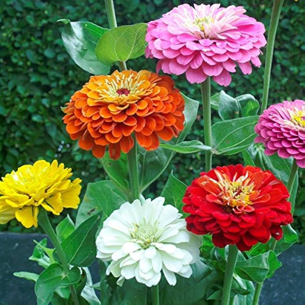 Rare Dahlia Seeds Dahlia variabilis for Planting in Flower Bed and Cutting Garden