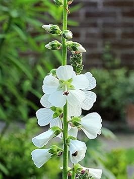 White Checkermallow Flower seeds for Planting - Long Bloom Season, Heirloom & GMO Free Seeds for Home Garden
Sale for planting in home garden.