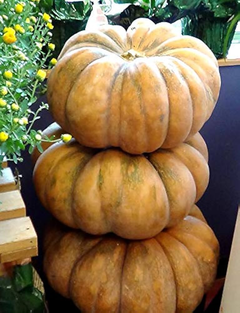 Evergrowseeds Seminole Pumpkin Cucurbita moschata vegetable seeds for planting in garden, 20-pack of seed packets on white background.
