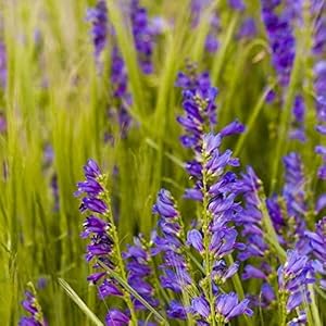 Penstemon Penstemon spp. Seeds for Planting in Flower Bed & Garden