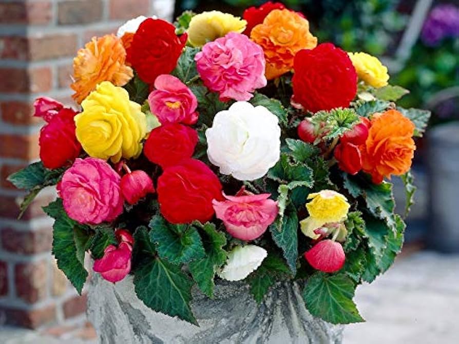 Mixed Begonia Seeds for Colorful Bonsai Flower Blooms