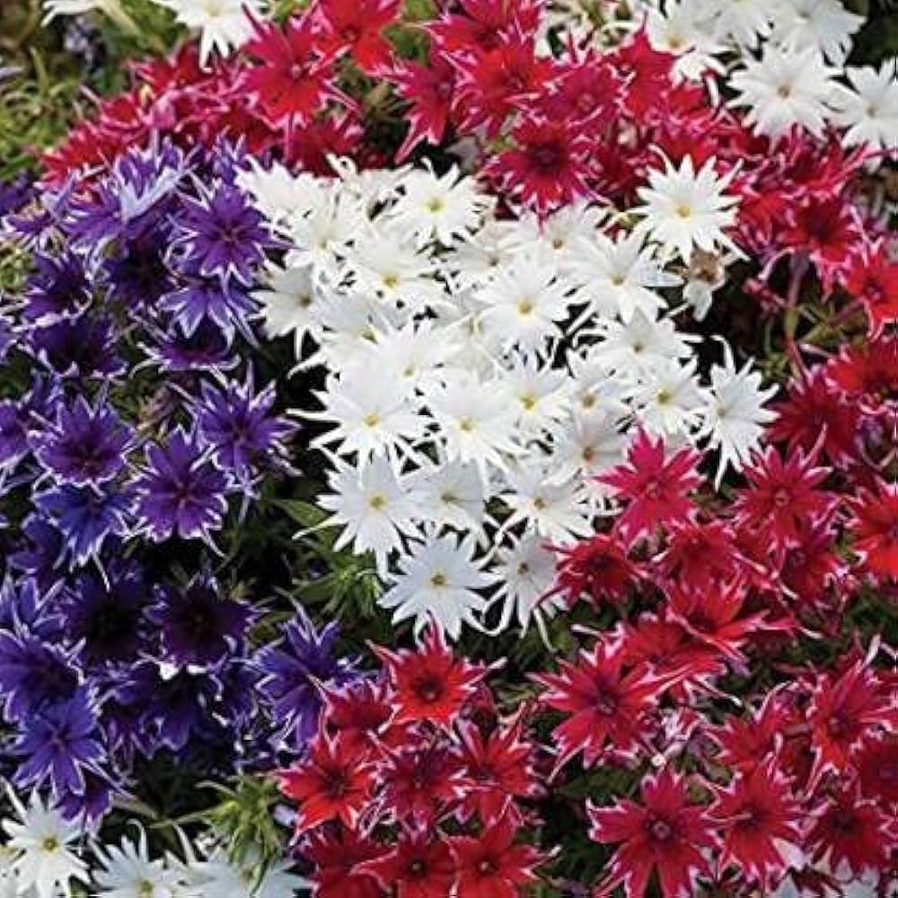 Mixed Pink Flower Seeds for Planting - Ideal for Flower Bed & Garden