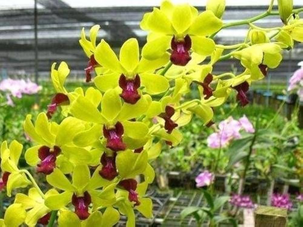 Green Red Dendrobium Flower seeds for Planting - Shade Tolerant, Heirloom & GMO Free Seeds for Home Garden Sale