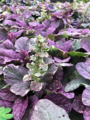 Ajuga Flower Ajuga reptans Seeds for Planting in Flower Bed & Ground Cover