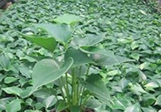Green Homalomena Flower seeds for Planting - Garden Favorite, Heirloom & GMO Free Seeds for Home Garden
Sale seeds for home garden