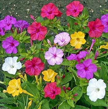 Mixed Hibiscus Flower Seeds for Planting Vibrant Colors Heirloom & GMO Free Seeds for Home Garden
Sale for planting in home garden