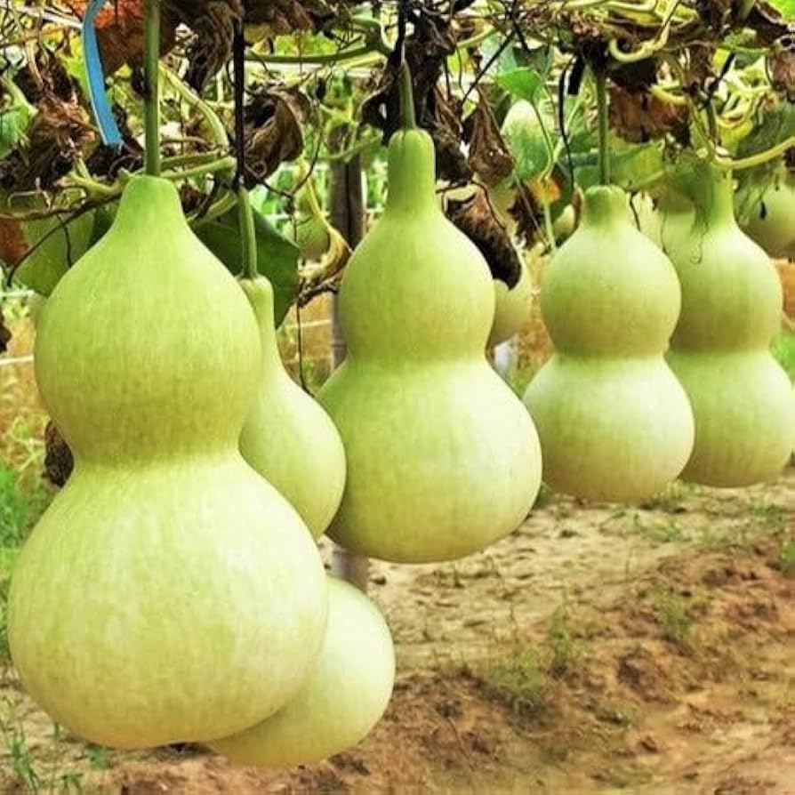 Bird House Bottle Pumpkin Seeds for Planting Lagenaria siceraria for vegetable patches and ornamental gardens