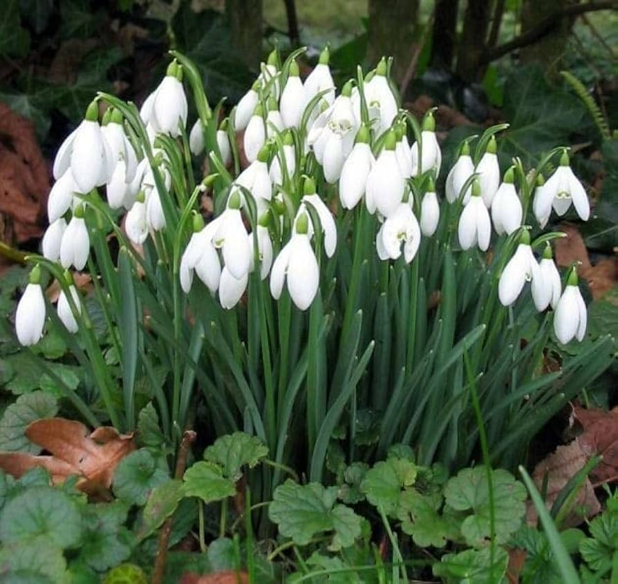 Snowdrop Flower Galanthus nivalis Seeds for Planting urban garden home garden