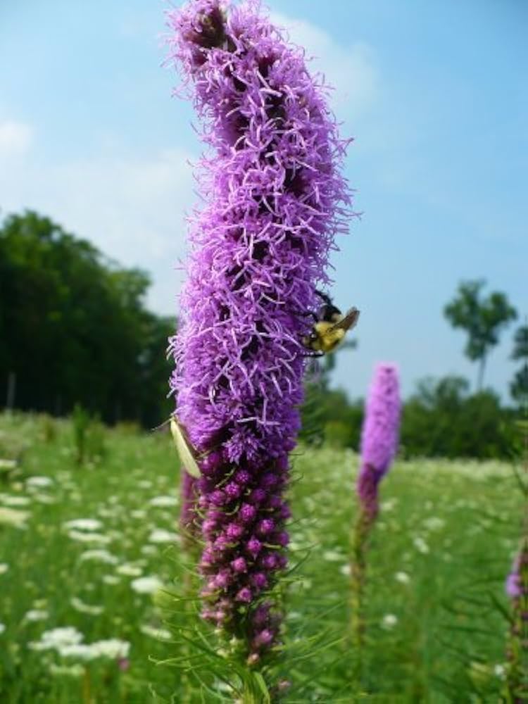 Gayfeather Blazing Star Liatris spicata Seeds for Planting in Flower Bed