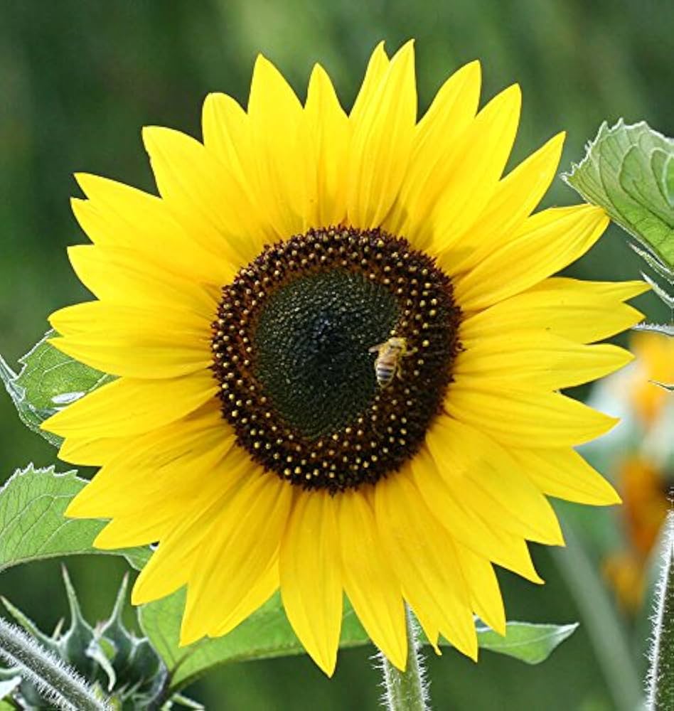 Dwarf Sunflower Helianthus annuus Seeds for Planting - Ideal for Flower Bed & Vegetable Patch