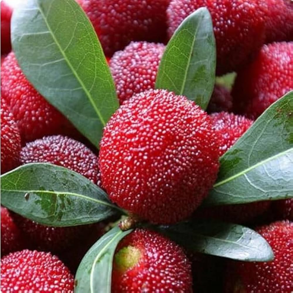 Arbutus Bayberry Fruit Seeds for Planting - Grow Edible Berries