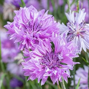 Cornflower Flower seeds for Planting - Cut Flower Favorite, Heirloom & GMO Free Seeds for Home Garden
Sale for planting in home garden.