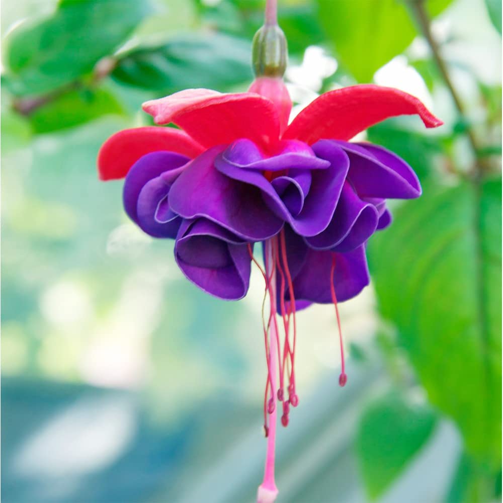 Fuchsia Seeds for Pink Flowers, Ideal for Bonsai Hanging Flower Gardens
