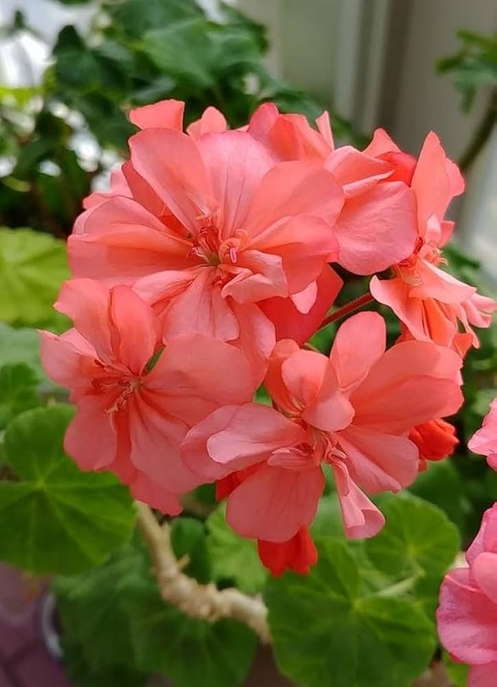 Light Red Pelargonium Flower Seeds for Planting Fragrant Blossoms Heirloom & GMO Free Seeds for Home Garden
Sale