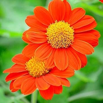Mexican Flower seeds blooming in flower beds, containers, borders, and pollinator-friendly gardens