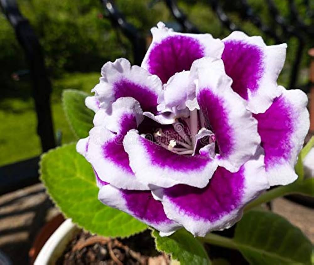 White Purple Gloxinia Flower seeds for Planting - Long Bloom Season, Heirloom & GMO Free Seeds for Home Garden