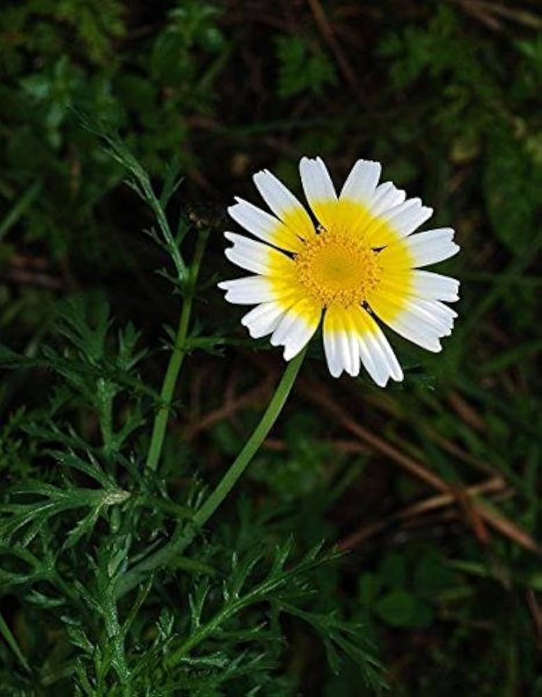 Chrysanthemum Coronarium Garland Daisy Seeds for Planting in Flower Bed