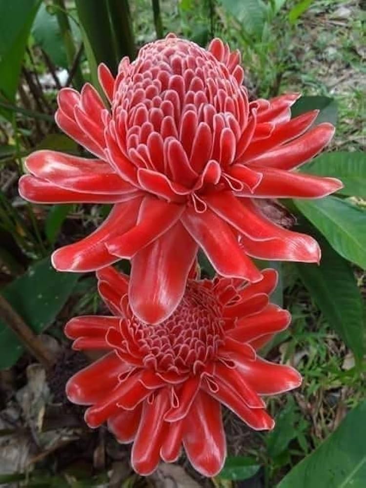 Pink Torch Ginger Flower seeds for Planting - Colorful Display, Heirloom & GMO Free Seeds for Home Garden
