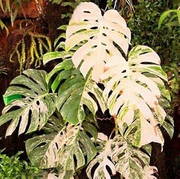 Mixed Turtle Plant Leaves Seeds for Planting - Fragrant Blossoms, Heirloom & GMO Free Seeds for Home Garden
Sale seeds for home garden