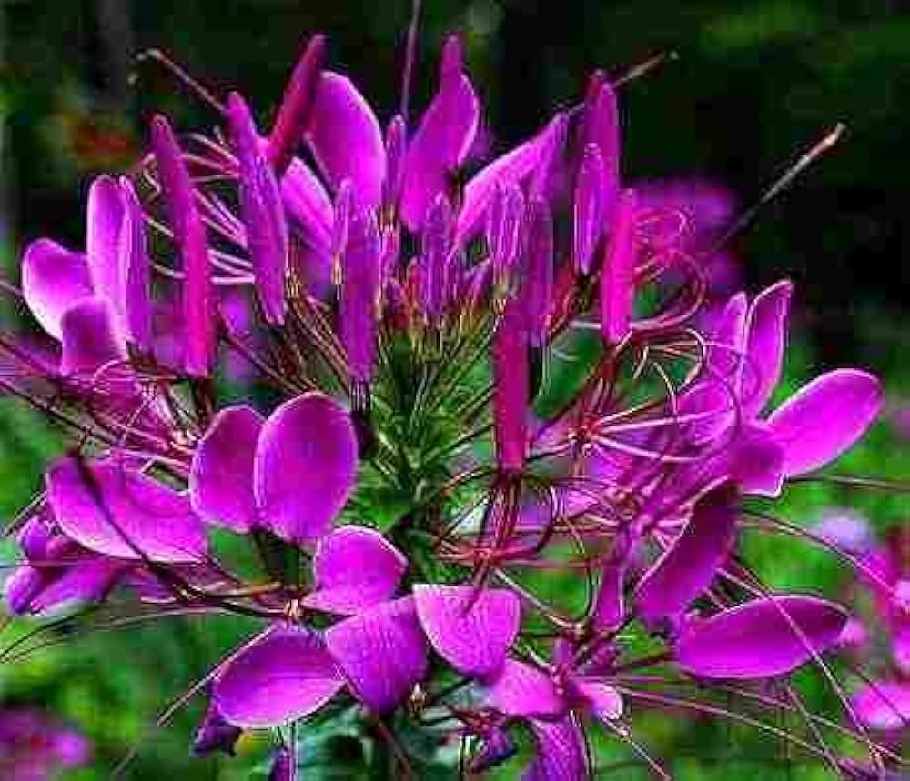 Purple Cleome Seeds Flower seeds for Planting - Premium Quality, Heirloom & GMO Free Seeds for Home Garden