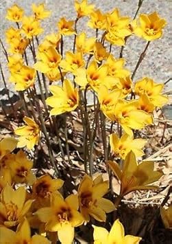 Mixed Anemone Pulsatilla Flower Seeds for Planting Bright Blooms Heirloom & GMO Free Seeds for Home Garden
Sale for planting in home garden