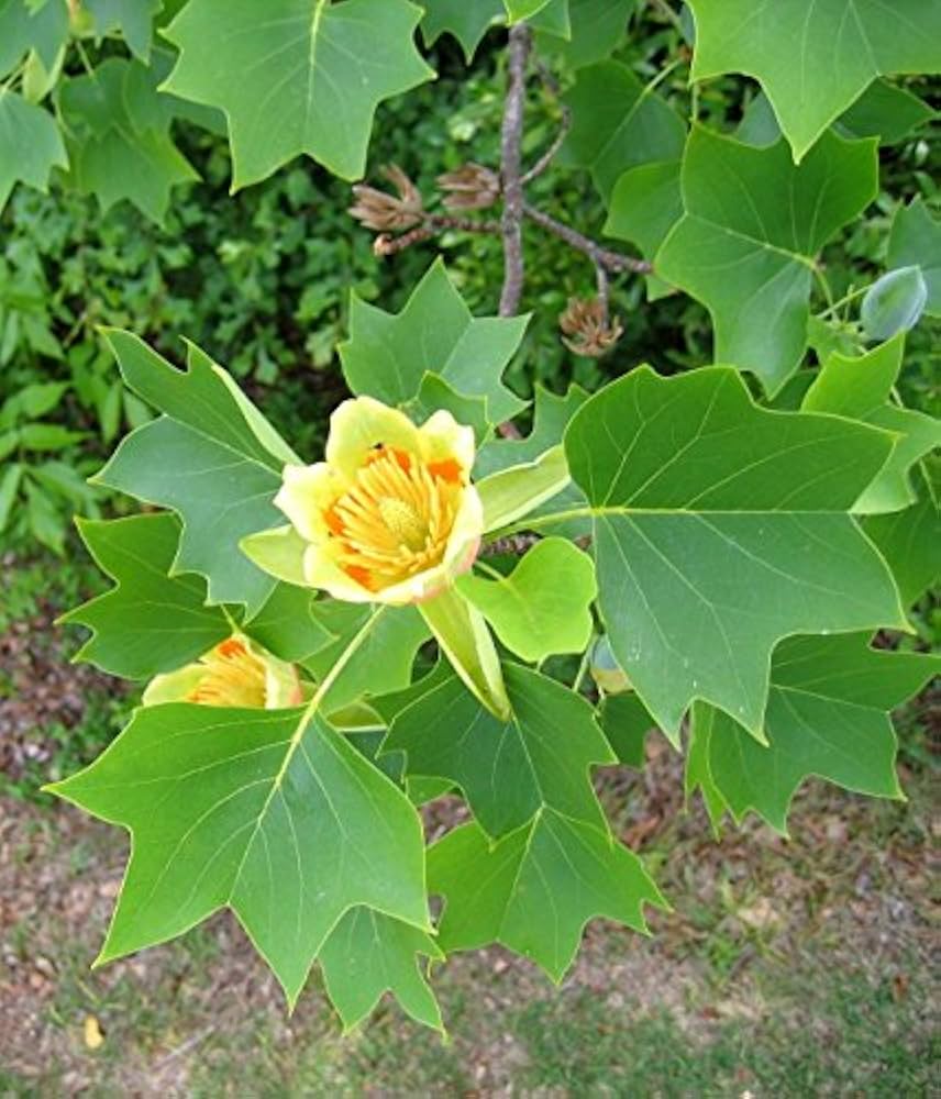 Liriodendron Tulipifera Liriodendron Tulipifera Seeds for Planting - Ideal for Urban Garden & Flower Bed