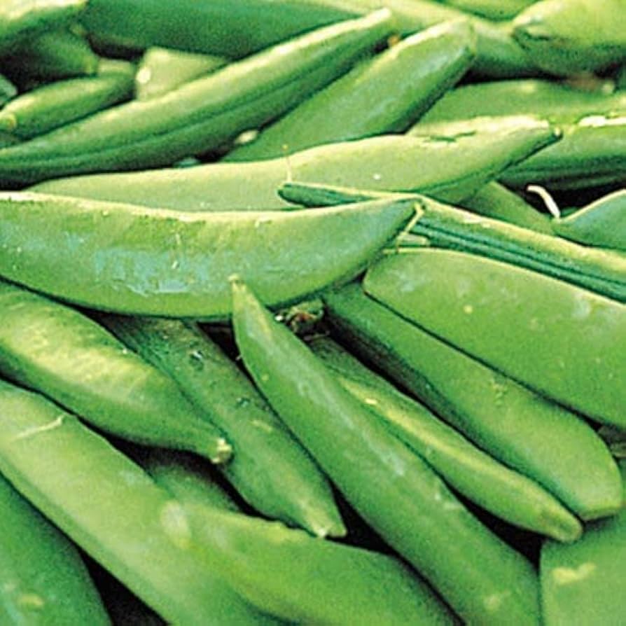 Sugar Ann Snap Peas Pisum sativum Seeds for Planting in Vegetable Patch