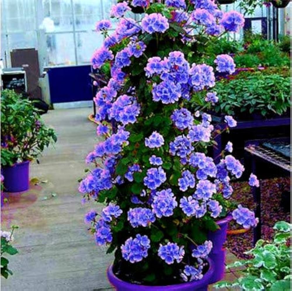 Blue Geranium Flores Flower Seeds for Planting Seasonal Bloomer Heirloom & GMO Free Seeds for Home Garden
Sale