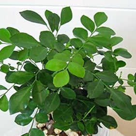 Green Murraya seeds for Planting - Vibrant Colors, Heirloom & GMO Free Seeds for Home Garden
Sale seeds for home garden